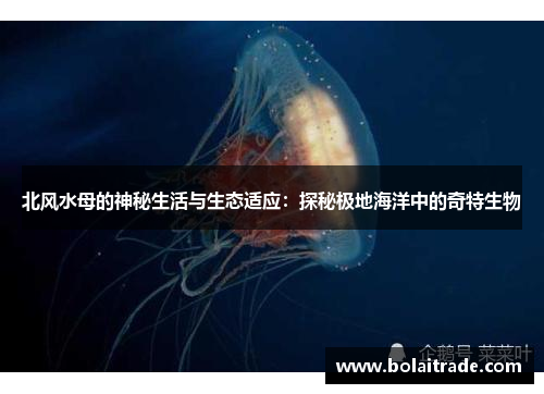 北风水母的神秘生活与生态适应:探秘极地海洋中的奇特生物 北风水母的神秘生活与生态适应:探秘极地海洋中的奇特生物